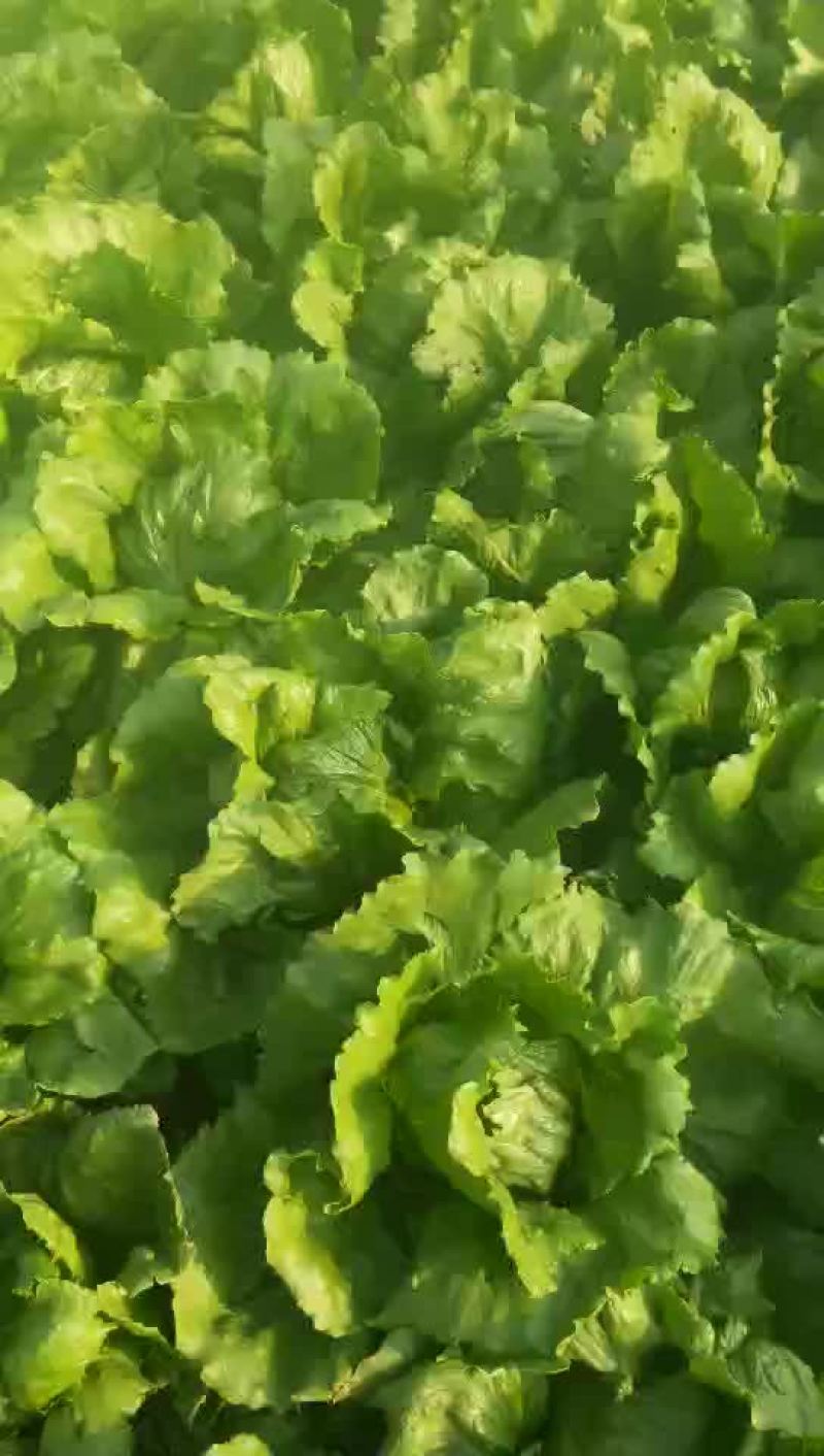 生菜球