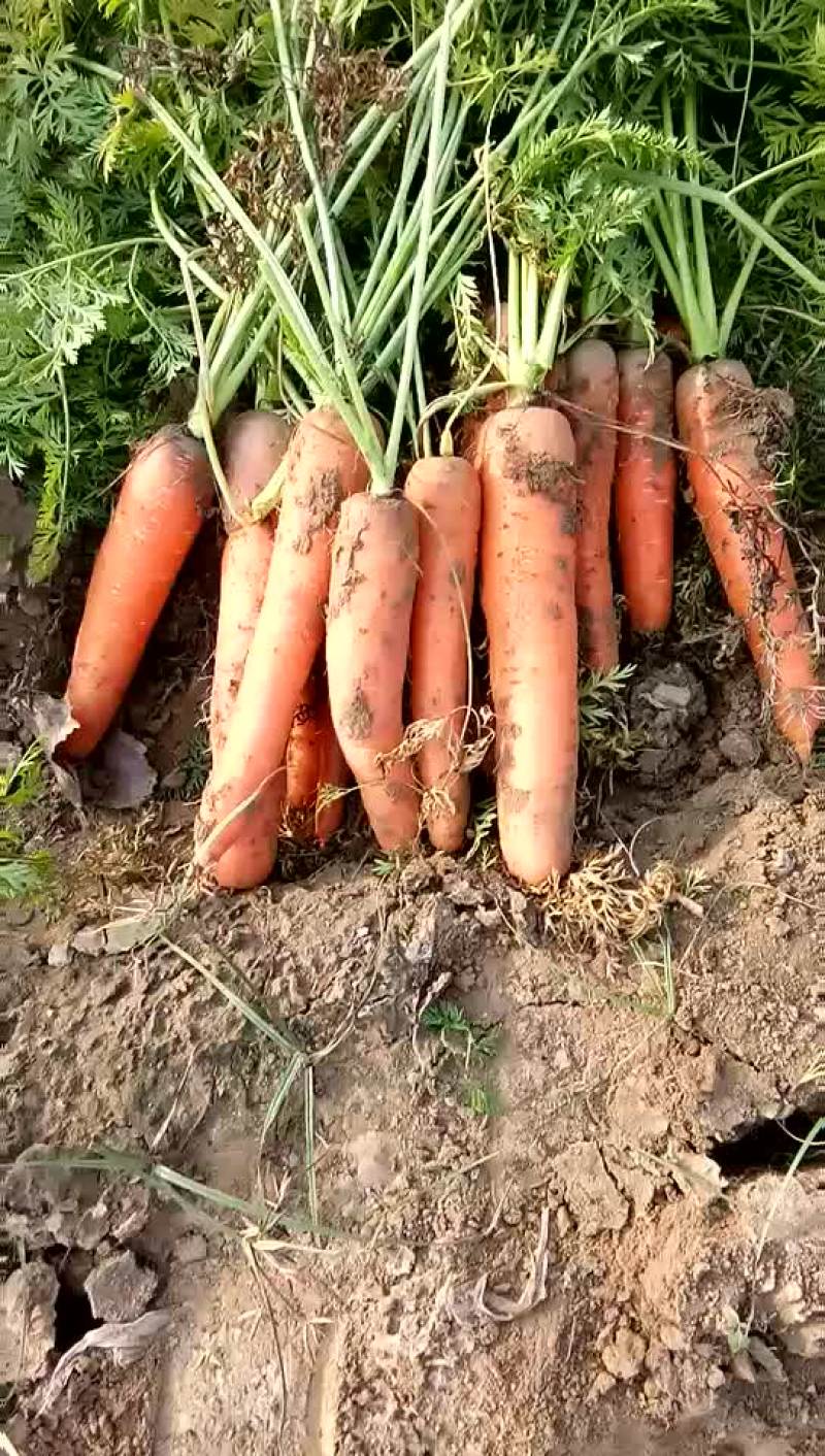 红萝卜