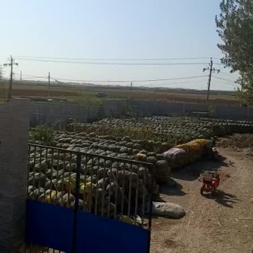 玉米