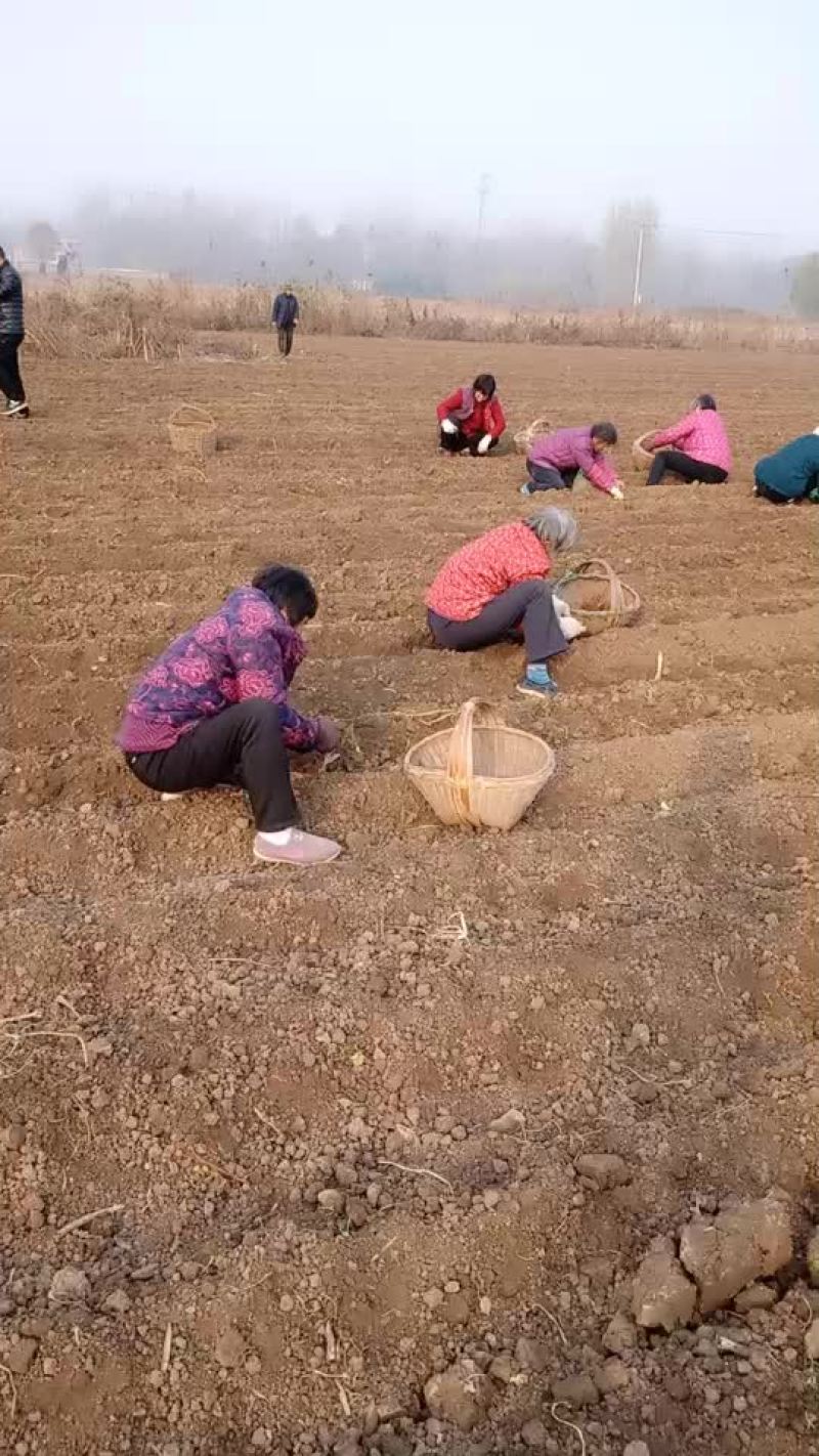 紫丹参