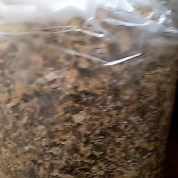 药用菊花