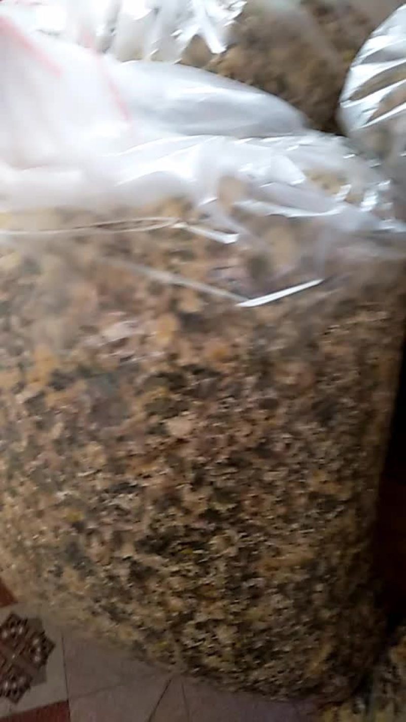 药用菊花