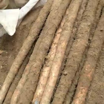 紫药手捡