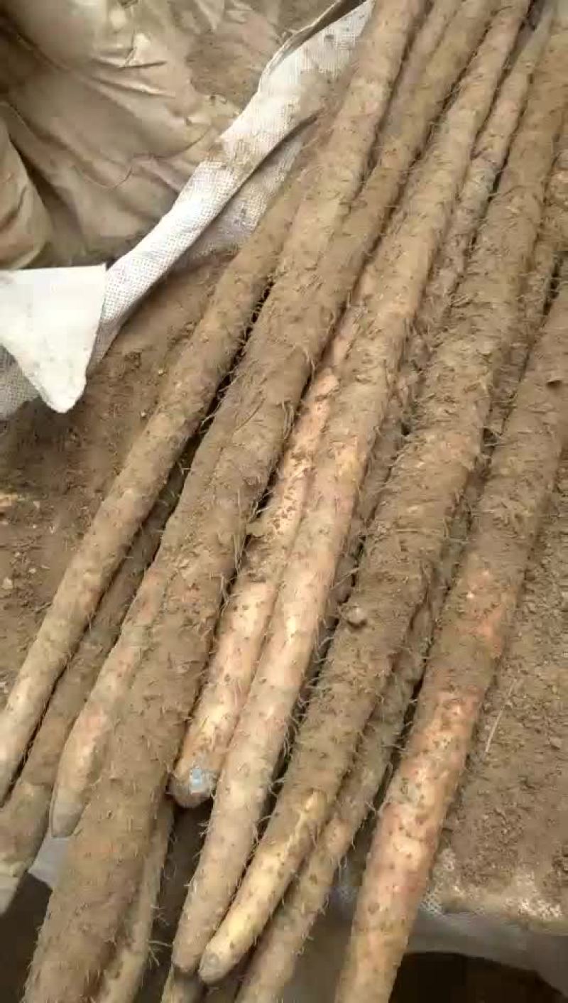 紫药手捡