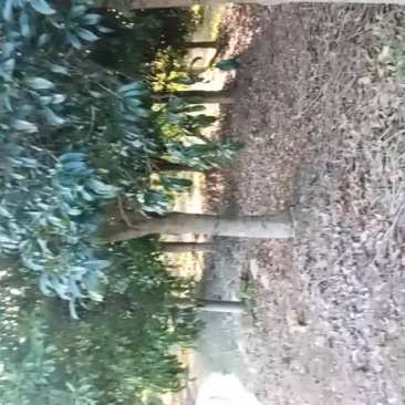 桂花树