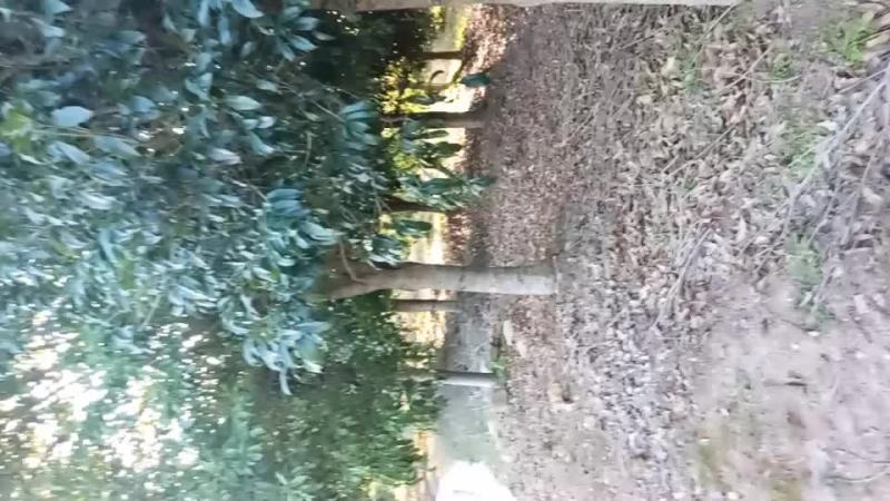桂花树