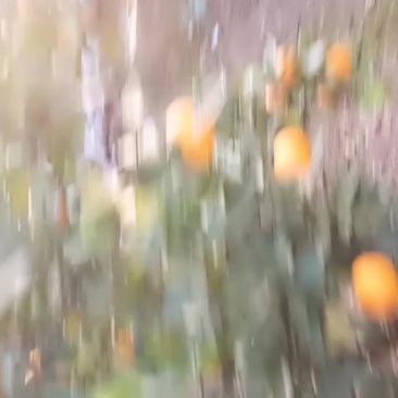 蜜香橙
