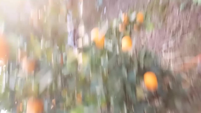 蜜香橙