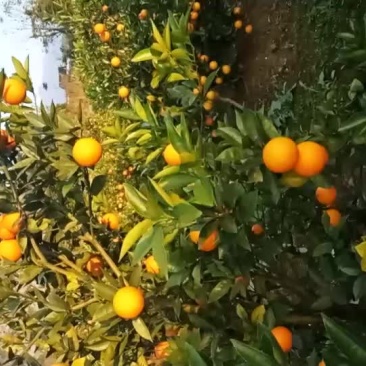 蜜香橙