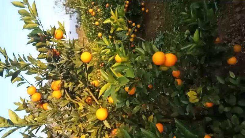 蜜香橙