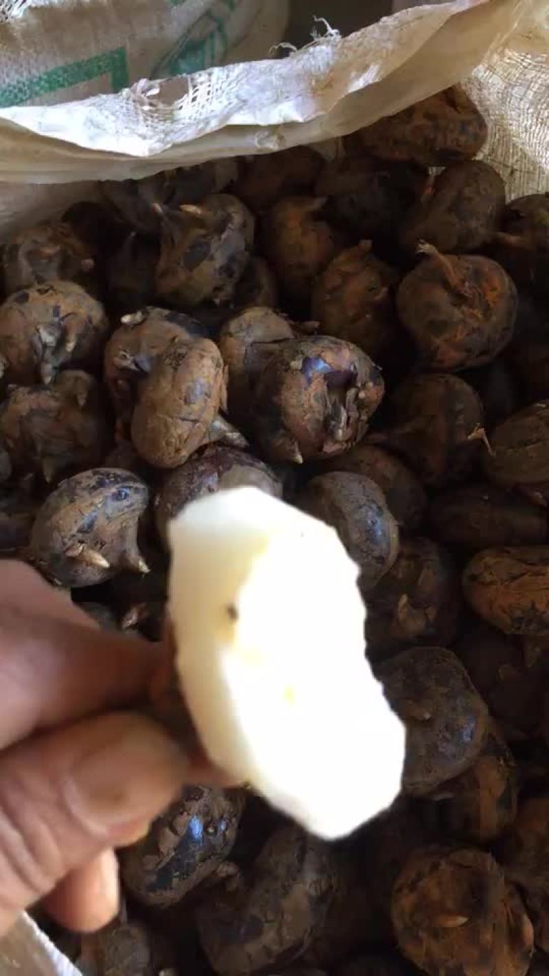 马碲