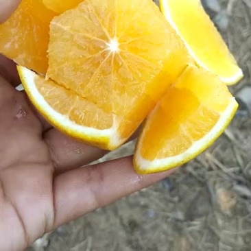 红江橙