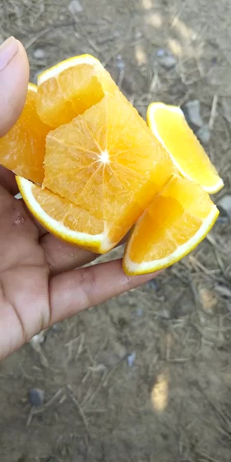 红江橙