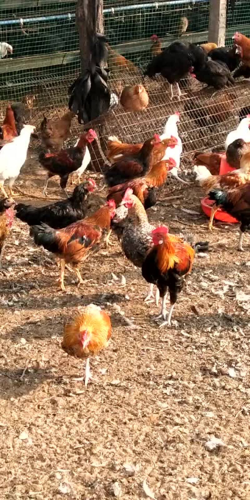 6个月柴公鸡