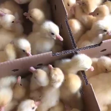 皖西鹅苗
