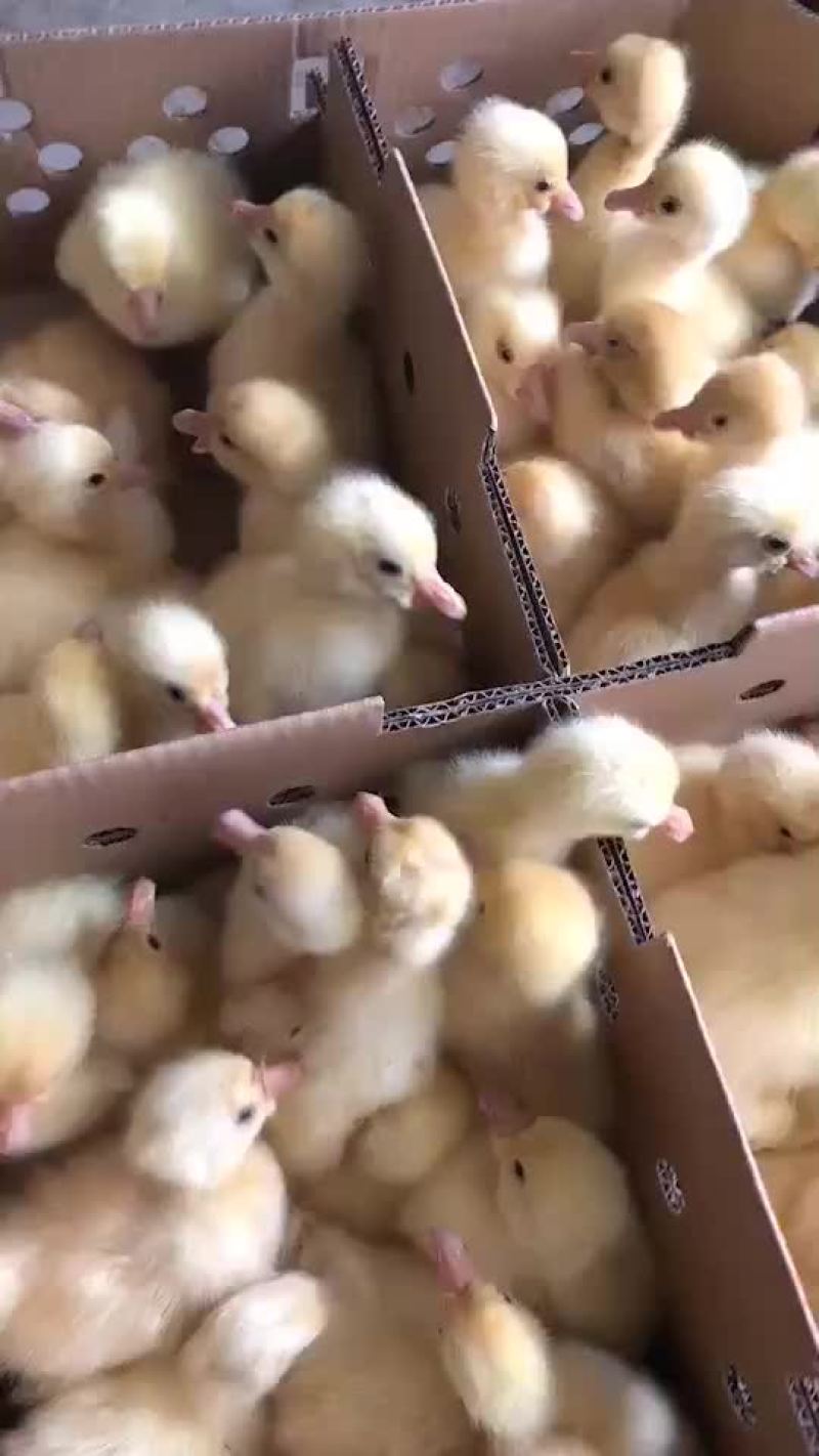 皖西鹅苗
