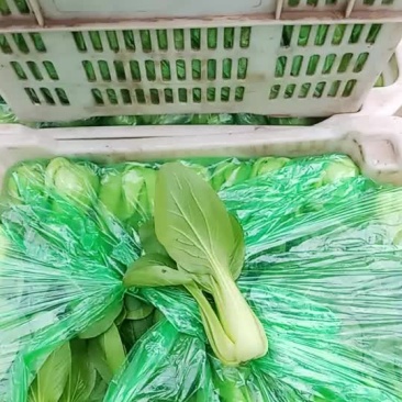 上海青