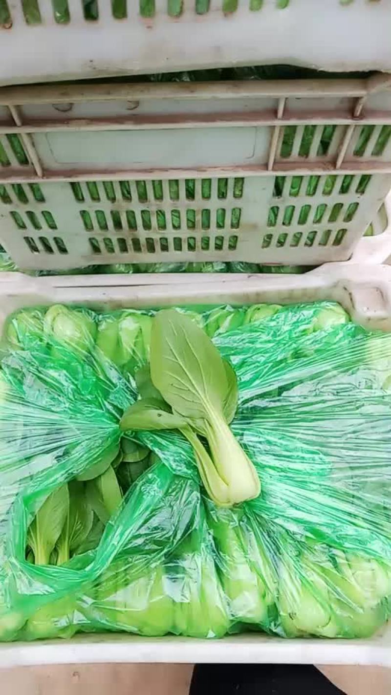 上海青