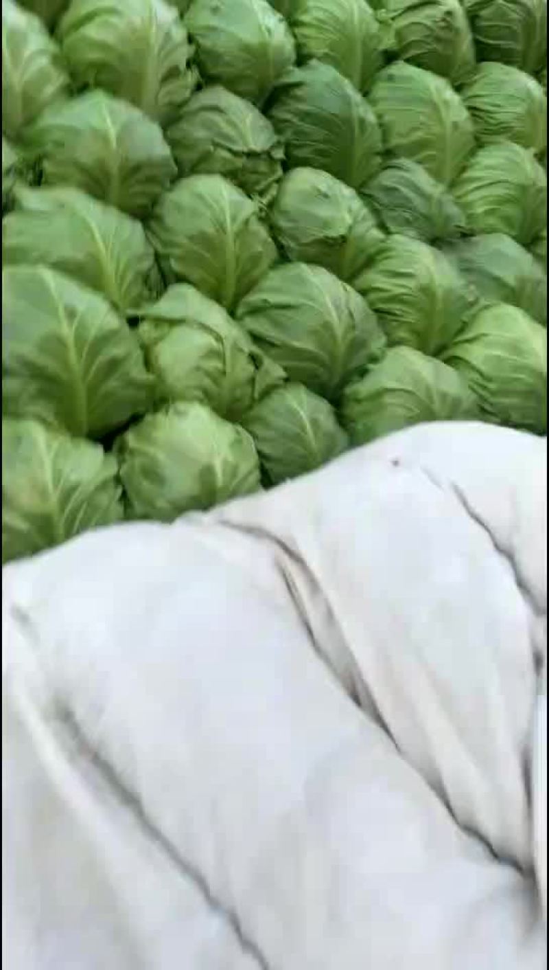 便宜菜