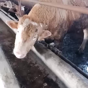 长年供应骡马牛驴