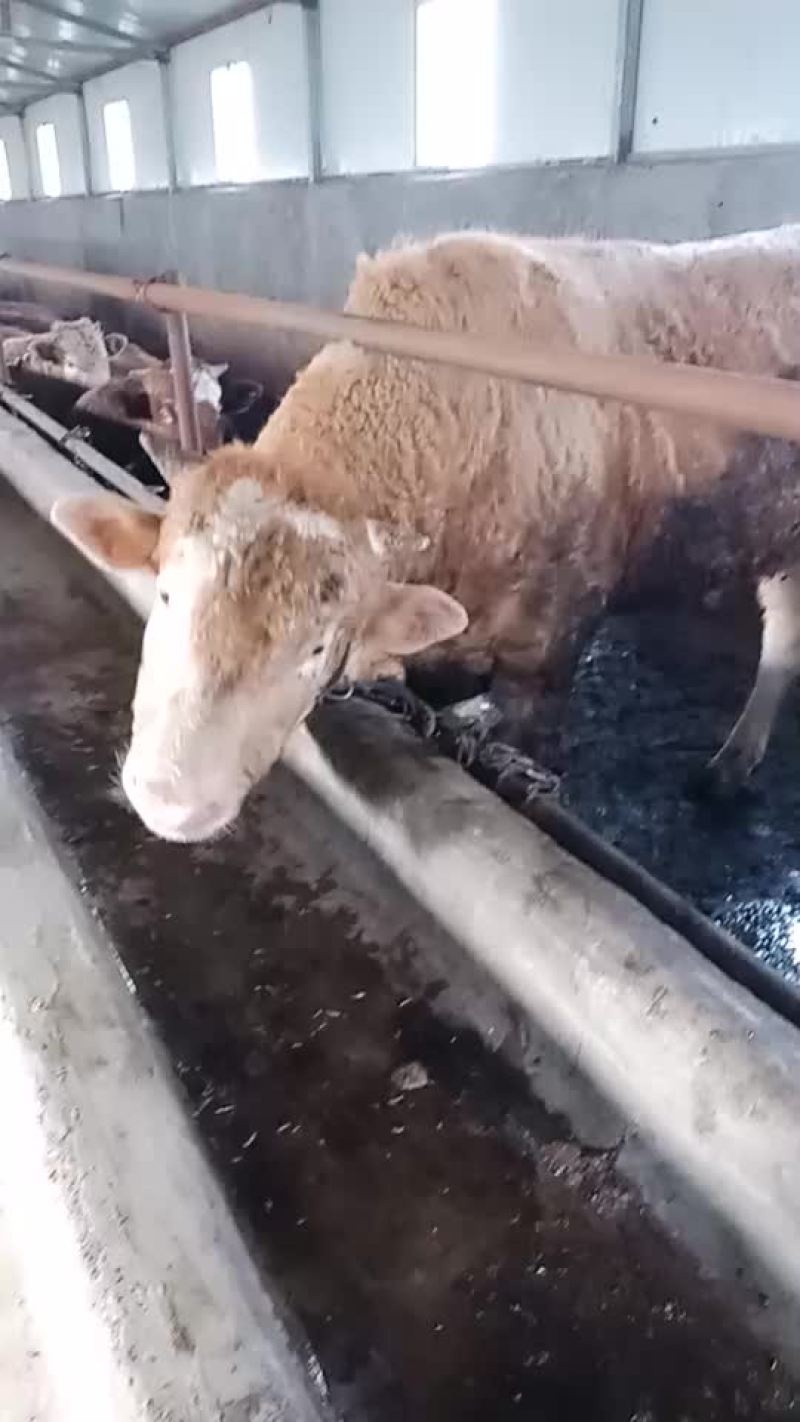 长年供应骡马牛驴