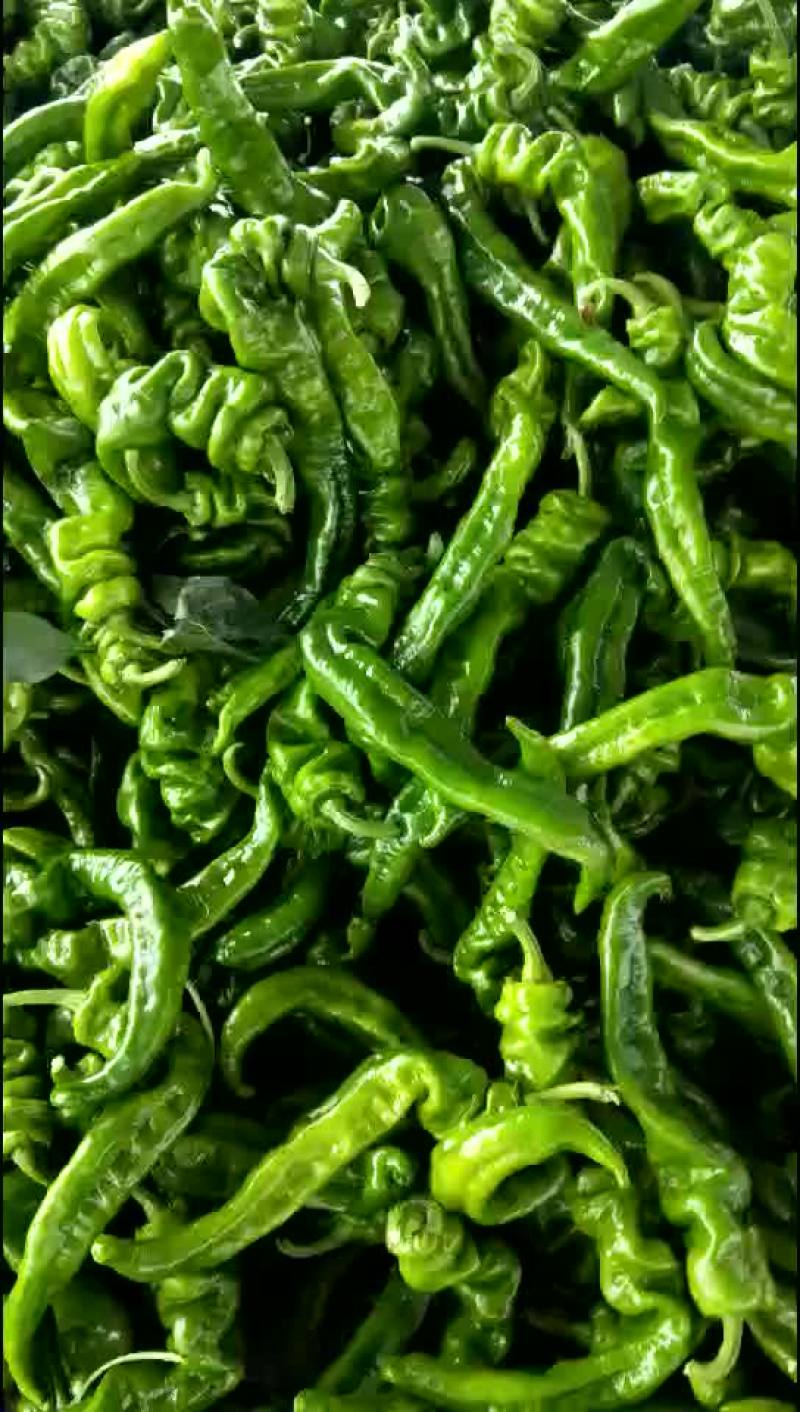 鲜辣椒