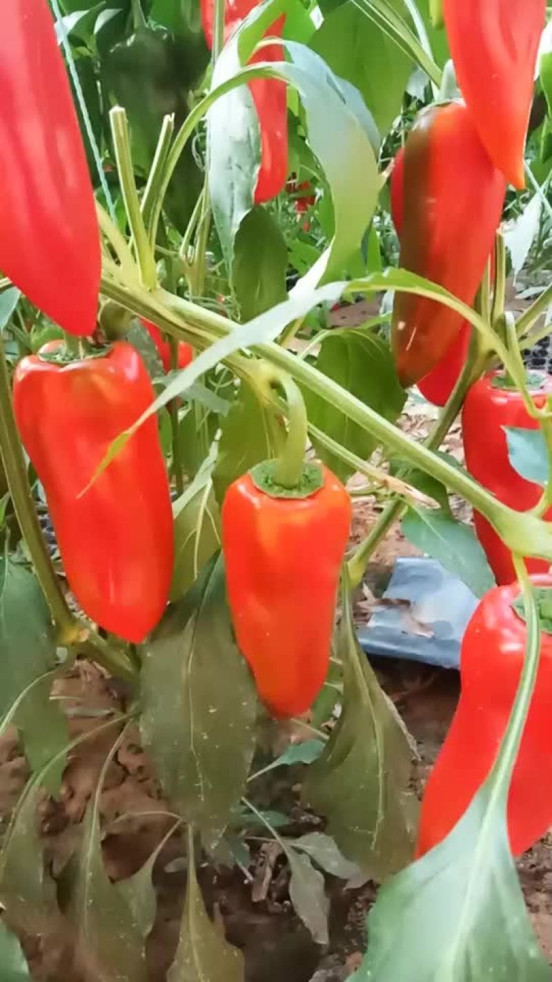 泡椒