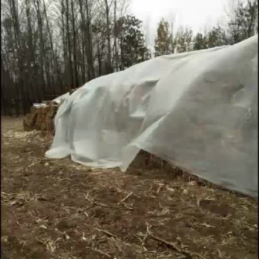 玉米秸秆
