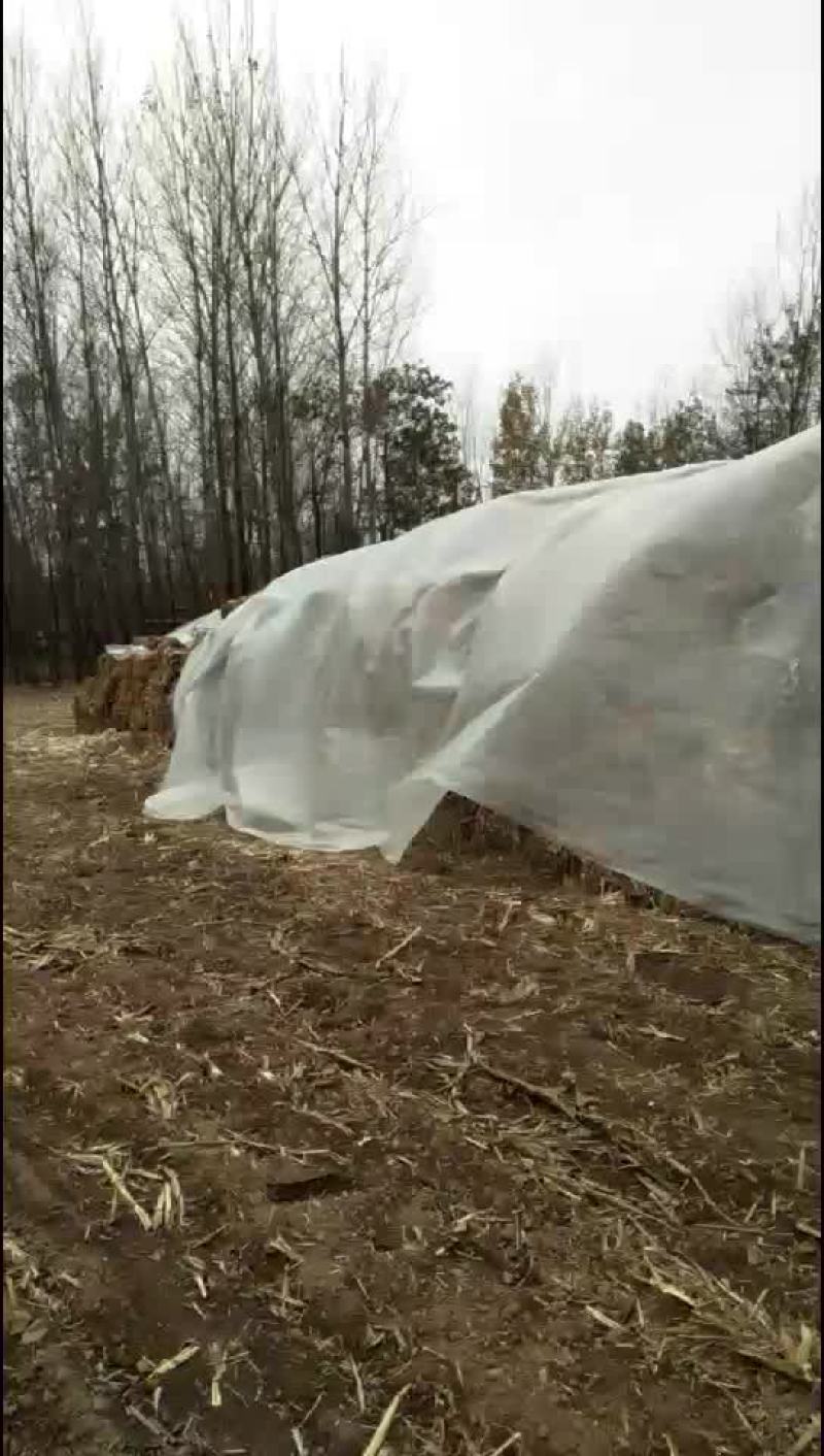 玉米秸秆