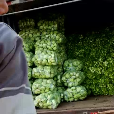 儿菜(千亩)