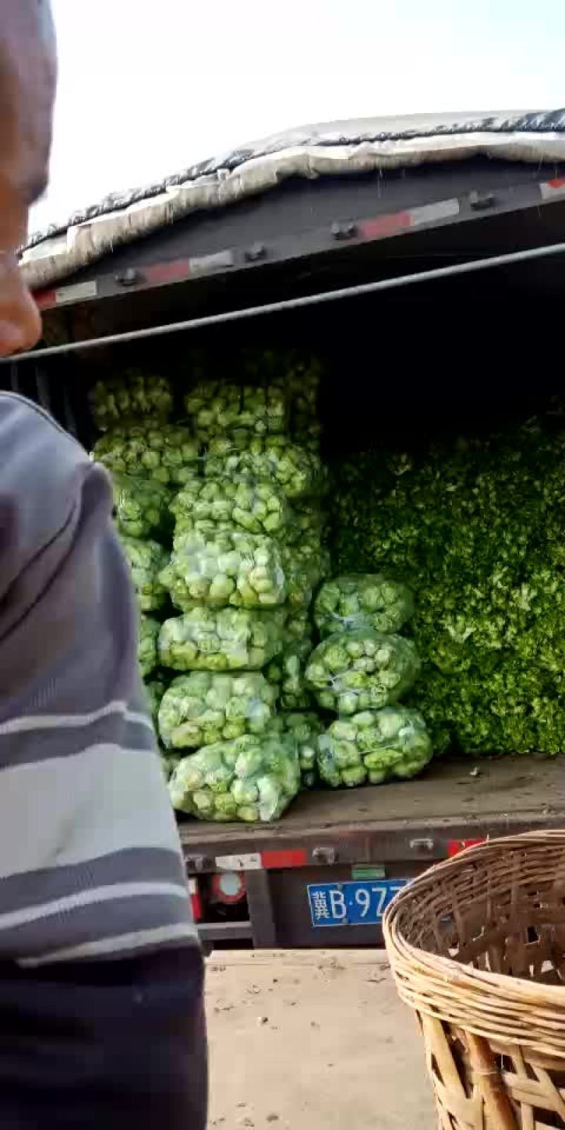 儿菜(千亩)
