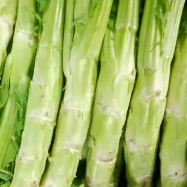 青皮小花叶棒菜(基地直销)200多亩