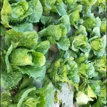 145大白菜预售中