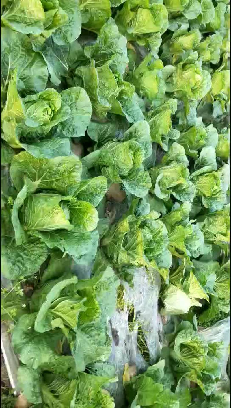 145大白菜预售中