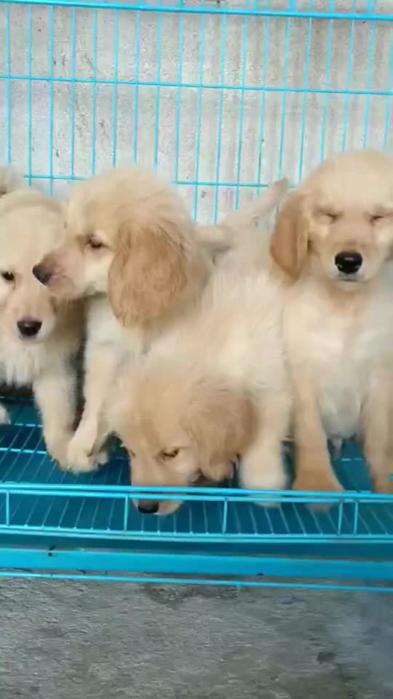 宠物狗