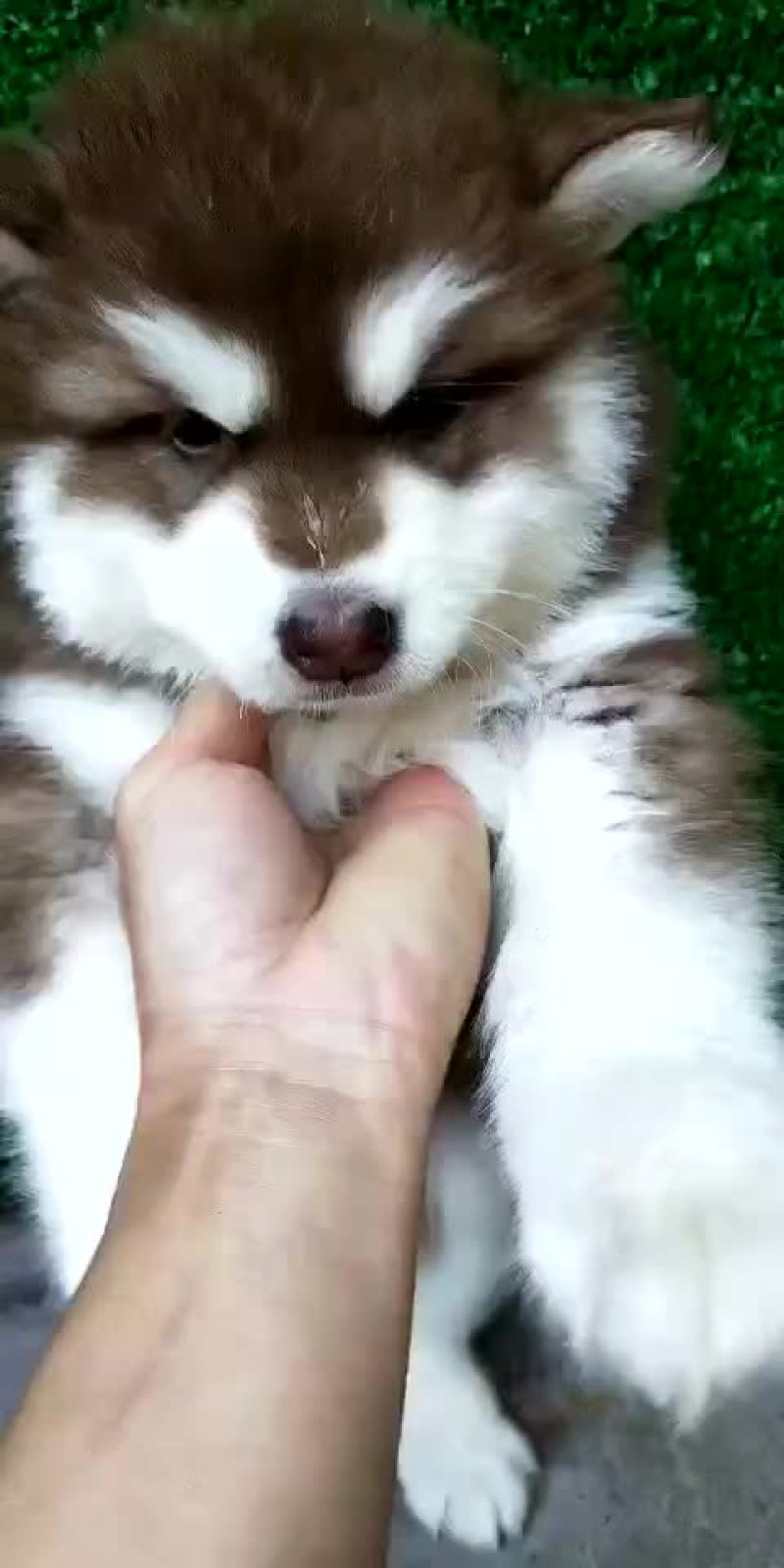 宠物狗