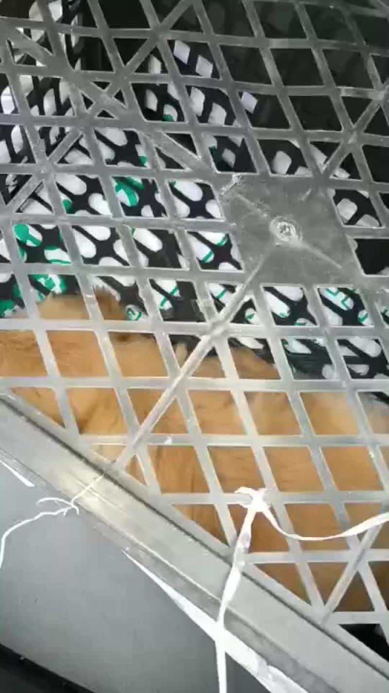 宠物狗