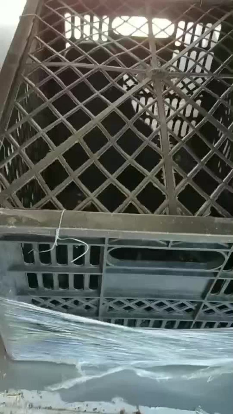 宠物狗