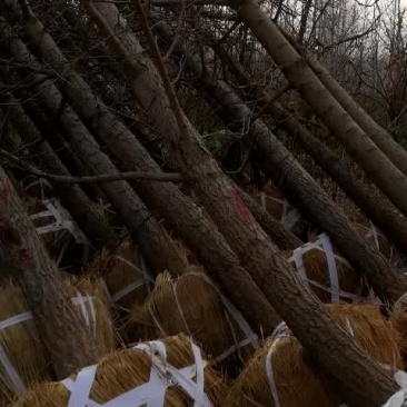 大量14公分银杏限时抢购