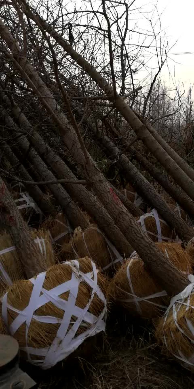 大量14公分银杏限时抢购