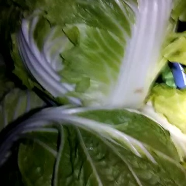 东京圆颗大白菜