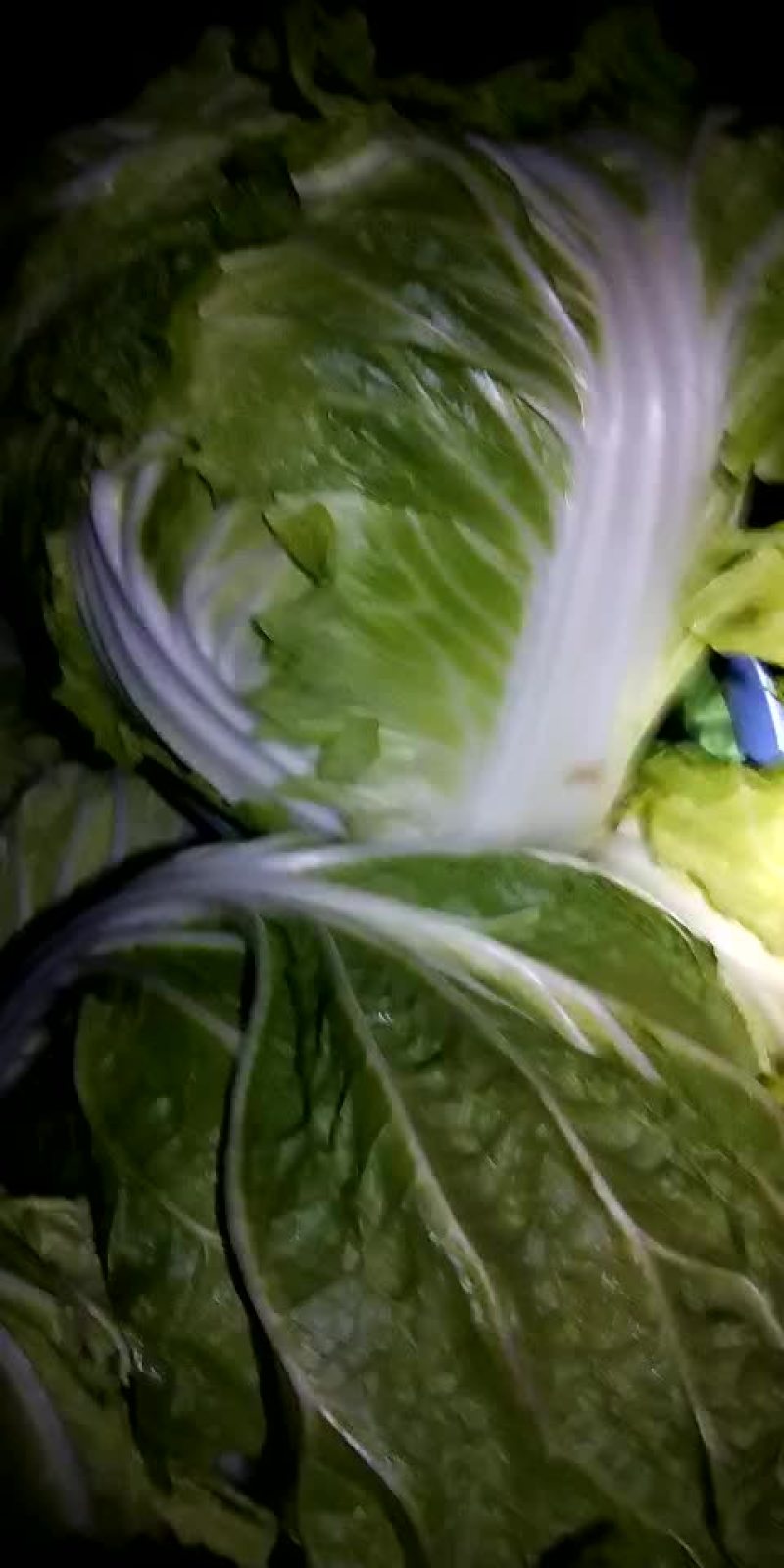 东京圆颗大白菜