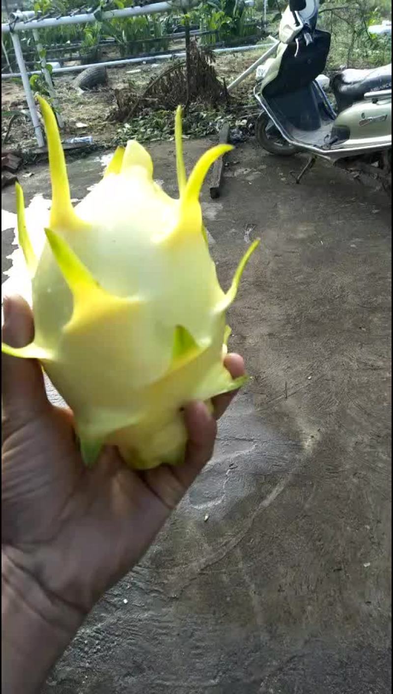 黄龙_白肉超甜，嫁接苗✔无限前景
