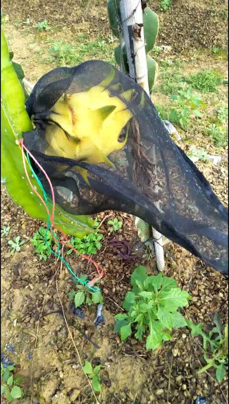 黄龙_白肉超甜，嫁接苗✔无限前景