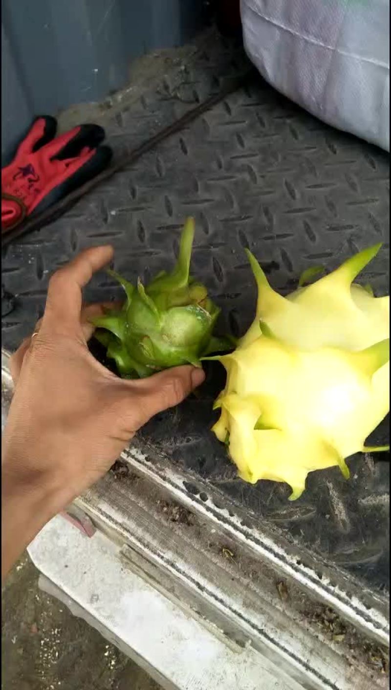 黄龙_白肉超甜，嫁接苗✔无限前景