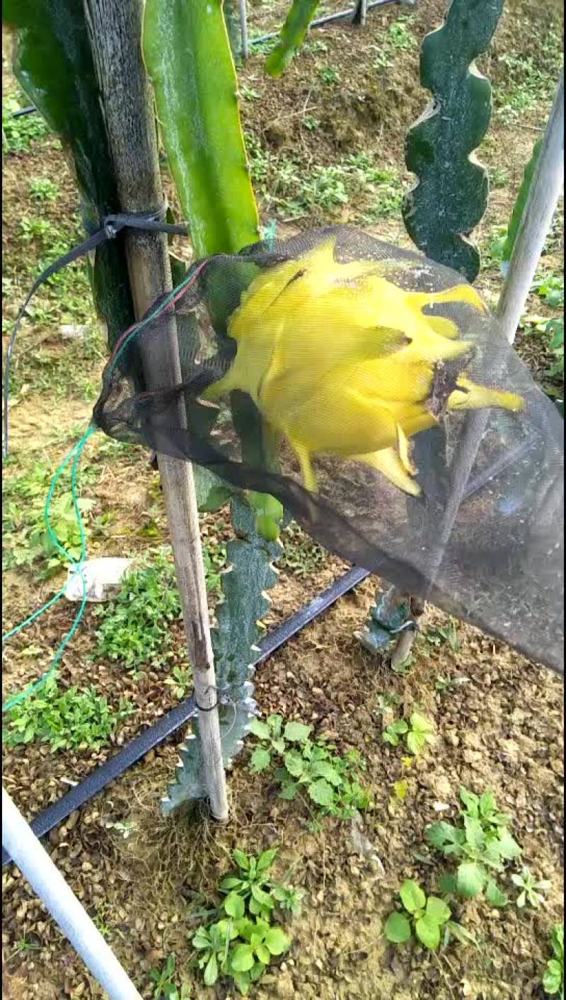 黄龙_白肉超甜，嫁接苗✔无限前景