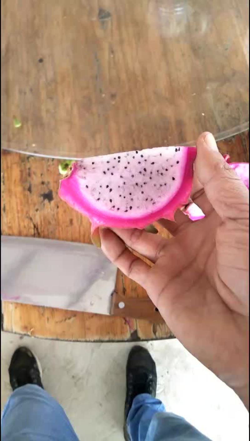 黄龙_白肉超甜，嫁接苗✔无限前景