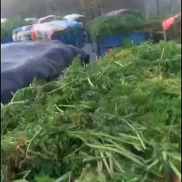 胡萝卜