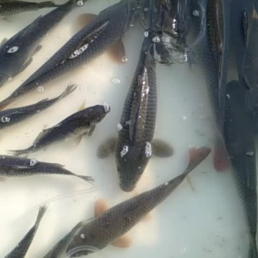 水库🐠（鲤鱼，草鱼，胖头），质量很好，大小都有。
