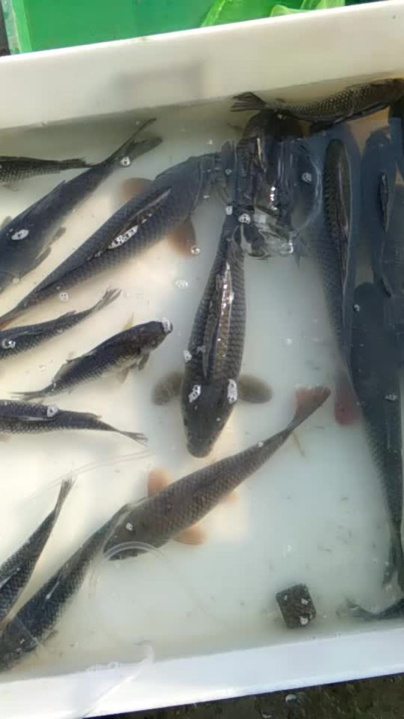 水库🐠（鲤鱼，草鱼，胖头），质量很好，大小都有。